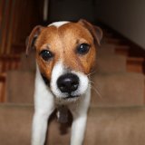 Le chiot et les escaliers